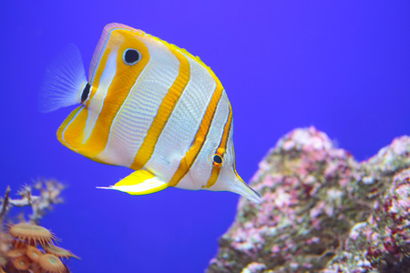A colorful tropical copperband butterflyfish, Chelmon rostratus), commonly known as beaked coral fish on an uniform blue backgroundの写真素材