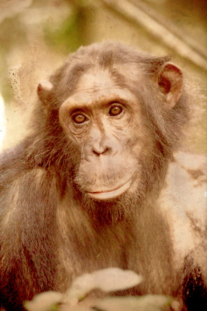 Portrait of a female chimpanzee, Pan troglodytes. Sepia tone vintage image with grunge effect.の写真素材