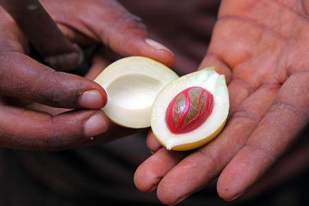 Clouseup of the hands of a man showing a fresh nutmeg fruit, used as a spice once dried and ground