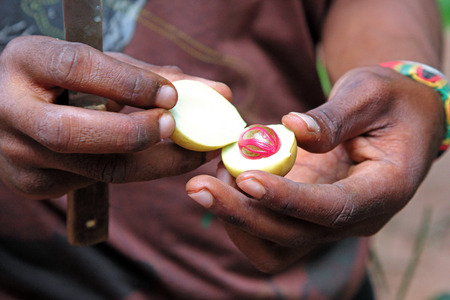 A man is showing a fresh nutmeg, used as a spice once dried and ground. Closeup on the hands and the fruitの写真素材