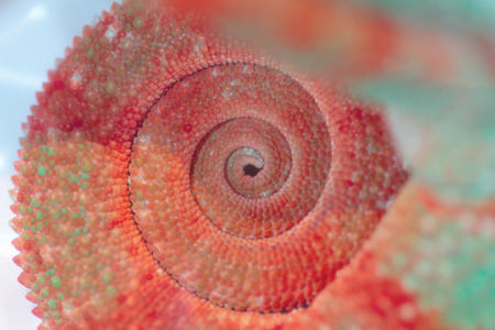 Clouseup of the spiral produced by the wrapped tail of a red chamelon