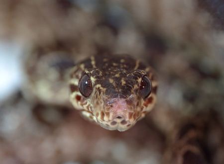 Closeup frontal view of a snake pointing at camera with low depth of field