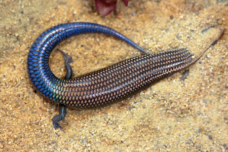 A skink with a blue tail, known as Gran Canaria skink or Chalcides sexlineatus, is hiding in the sandの写真素材