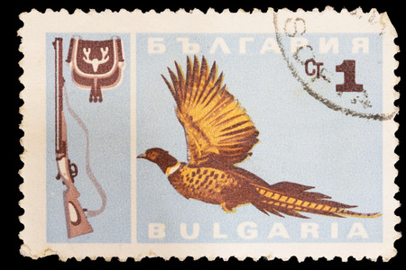 BULGARIA - CIRCA 1967: A postage stamp printed in Bulgaria shows a Common Pheasant, Phasianus colchicus, and a shotgun circa 1967のeditorial素材