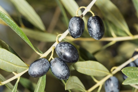 A load of black ripe olives on a sprig of Olea europaea