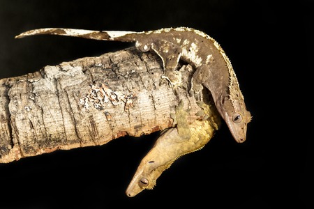 Couple of new Caledonian crested gecko, Rhacodactylus ciliatus, on a tree trunk. Horizontal image.の写真素材