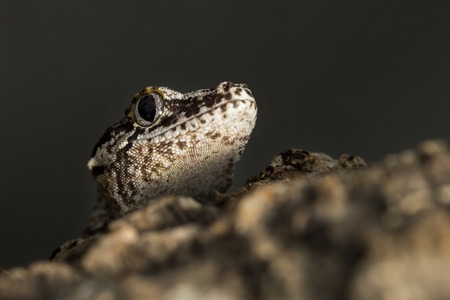 Head of a reticulated new Caledonian bumpy gecko, Rhacodactylus auriculatus, known as gargoyle geckoの写真素材