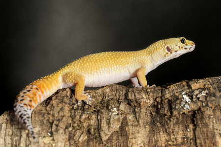 Lateral view of a leopard gecko, Eublepharis macularius, on a branch against a dark background. Their tail is used to store excess fat to supply to periods of scarce foodの写真素材