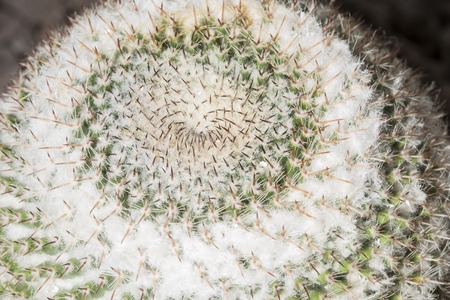 Macro view of the small circular spines of a Mammillaria formosa cactusの写真素材