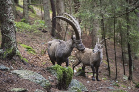 Couple of alpine ibex, Capra ibex, with a huge male and a femaleの写真素材
