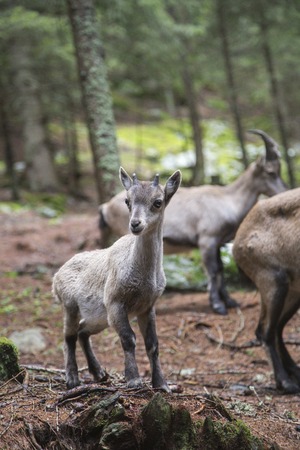 Baby alpine ibex, Capra ibex, with the herd behindの写真素材