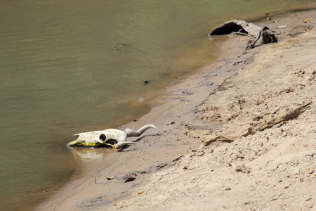 View on skull of antelope with horns on the beach of a swap in Serengeti National Park Tanzaniaの写真素材