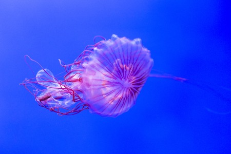 A chrysaora melanaster, or northern sea nettle, swimming in an aquarium. This jellyfish is also known as Japanese sea nettleの写真素材