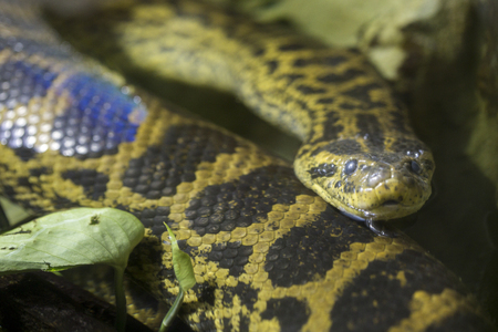A yellow anaconda or Paraguayan anaconda, Eunectes notaeus, in the water. This snake is one of the...