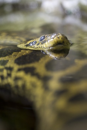A yellow anaconda or Paraguayan anaconda, Eunectes notaeus, in the water. Like all boas and pythons, this snake is non-venomous and kills its prey by constrictionの写真素材
