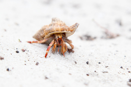 A small orange hermit crab on a tropical beach with white sand