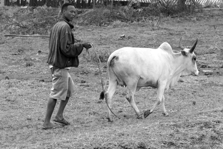 ARUSHA, TANZANIA - JUNE 07: A man is leading a cow on a leash on June 07, 2013 in Arusha. In rural regions of Africa many farmers depend on their livestock for survivalのeditorial素材