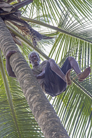 ZANZIBAR, TANZANIA - JUNE 18: a man climbs with bare feet a coconut palm tree to gather the ripe coconuts on June 18, 2013 in Zanzibar. They use a rope between bare feet to climb smooth trunk of palmsのeditorial素材