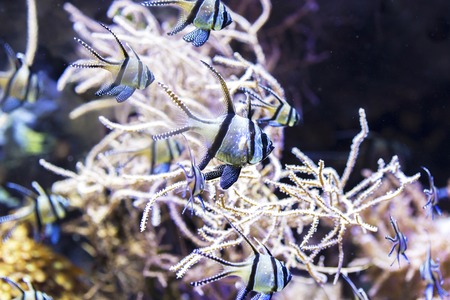Tropical black and white fish swimming between the corals