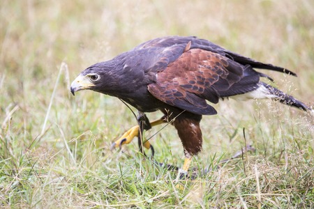 Closeup of a Harris's hawk, Parabuteo unicinctus, walking between the grass