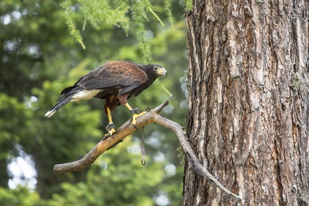 A Harris's hawk, Parabuteo unicinctus, perched on a branch of a tree