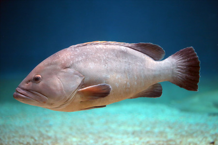 A big grouper swimming alone close to the seabed. These fishes can be quite large, and lengths over...