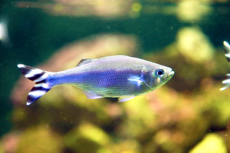 Small fish with black and white zebrine tail, swimming in an aquarium