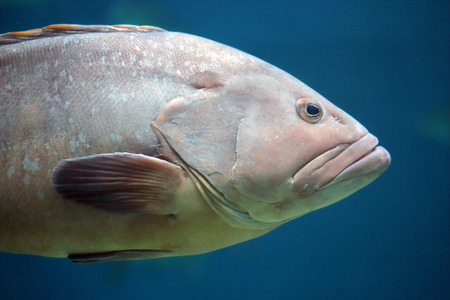 Closeup of head and pectoral fin of a grouper. These fishes have typically a stout body and a large...