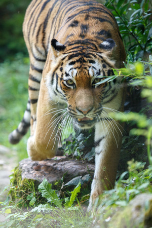 Frontal view of a siberian tiger or Amur tiger, Panthera tigris altaica, pointing to the camera.の写真素材