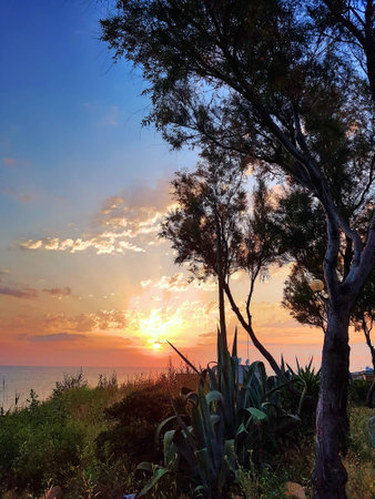 Trees and plants on the sea with suggestive sunset.の写真素材
