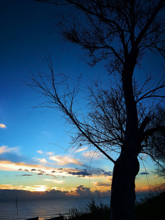 Sunset with tree.の写真素材
