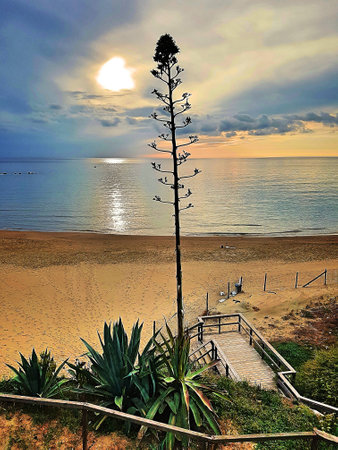 Aloe vera flower and ladder towards the beach with sky and sun background.の写真素材