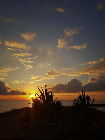 Plants shaped backlit as the sun goes down into the sea.の写真素材