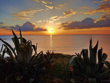 Sunset with clouds and aloe in backlight.の写真素材
