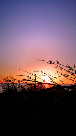 Twig in twilight in the moment of twilight.の写真素材