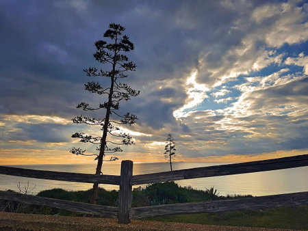Fence with aloe flowers in evidence on a threatening sky.の写真素材