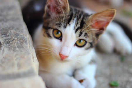 cat lying sets the targetの写真素材