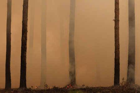 Forest fire, burning pine trees in the forest, natural disaster.