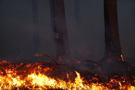 Forest fire, burning dry grass and pine trees in the foreground.