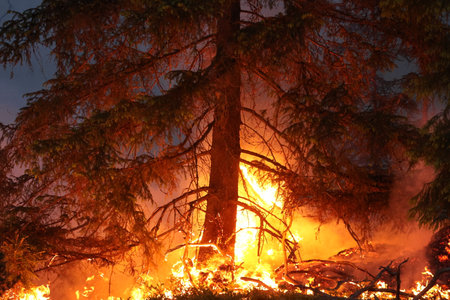fire in the forest, burning pine trees and grass in the foreground