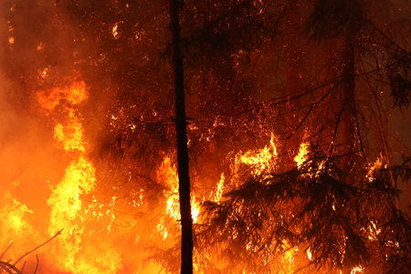fire in the forest, closeup of photo with red fire flames