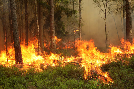 Forest fire, burning pine forest in the summer, closeup of photo