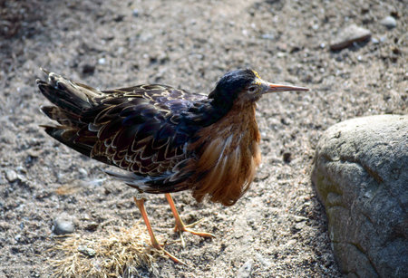 The Ruff (Calidris pugnax)の写真素材