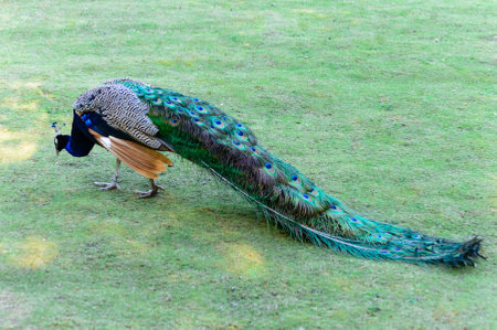 Pavo Cristatus (Indian peafowl) trying to find some foodの写真素材