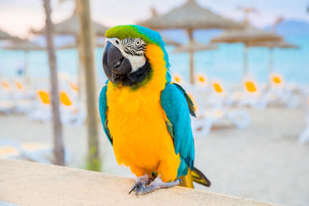 Parrot on the sand beach on the Mediterranean seaの写真素材