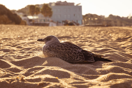 seagull sit in sand on beach at coastline in the morning sun and enjoy summer