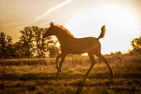 young brown foal running on pasture with tail up while dawnの写真素材