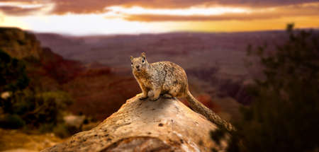 cute little brown grand canyon rock squirrel sit on hill near the cliff while sunset looking straight into the cameraの写真素材