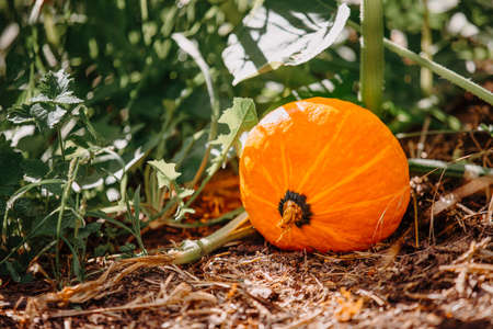 ripe orange pumpkin lay on ground next to his plant ready for harvest and digest to soup, meal or as decoration for thanksgiving or halloweenの写真素材
