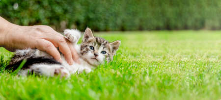 cat lay on back relaxing on green grass and play with hand of a mature woman which caress itの写真素材